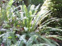 Albums/20060200-New Zealand 2006/20060210-Te Anau to Milford/31